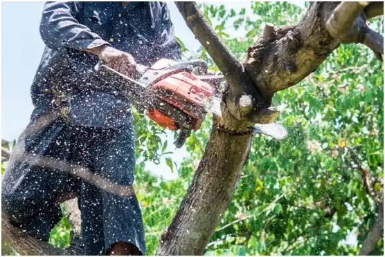 tree services Bradford Woods